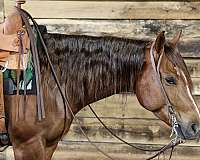 cutting-prospect-quarter-horse