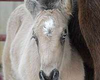 hunter-stallion-gypsy-vanner-horse