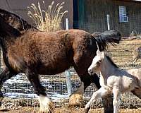 buckskin-hunter-stallion-horse