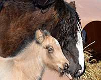 hunter-stallion-colt