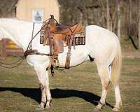 all-around-quarter-horse