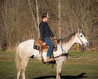 athletic-quarter-horse