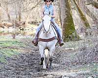 beginner-quarter-horse