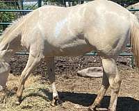 perlino-tr-horse