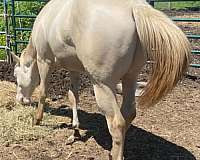 tr-stallion