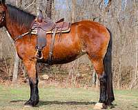 team-driv-belgian-horse