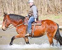 bay-team-driv-horse