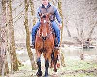 all-around-belgian-horse