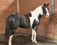 poa-broodmare