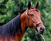 bay-standardbred-mare