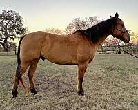 dun-star-horse