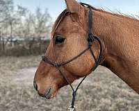 aqha-quarter-horse