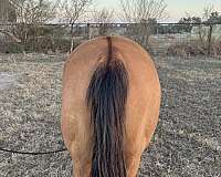 dun-quarter-horse