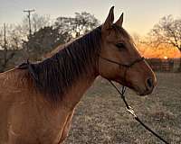 aqha-dun-quarter-horse