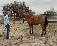 gelding-quarter-horse
