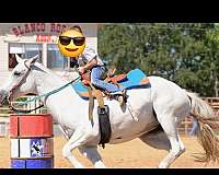 all-around-quarter-horse