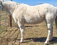 barrel-quarter-horse