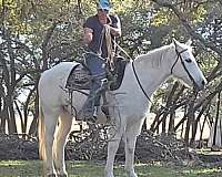 athletic-quarter-horse