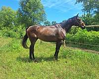 thoroughbred-gelding