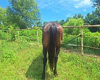 gentile-thoroughbred-horse
