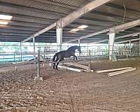 little-ones-thoroughbred-horse