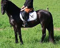 fancy-friesian-pony