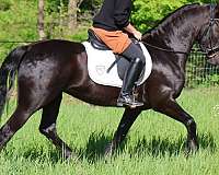 pretty-friesian-pony
