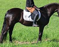 companion-friesian-pony