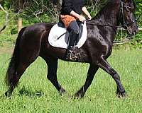 longe-line-friesian-pony