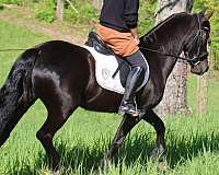 pack-friesian-pony