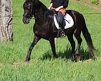 sh-friesian-pony