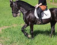 black-sh-pony