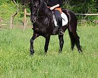 friesian-pony