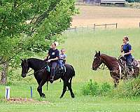 pony-friesian