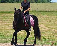 driving-friesian-pony