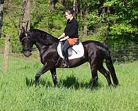 black-friesian-pony