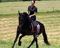 harness-friesian-pony