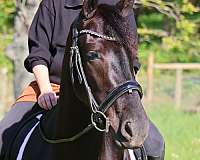cross-friesian-pony