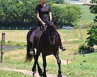 safe-friesian-pony