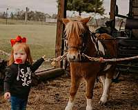 chestnut-overo-shetland-pony-gelding