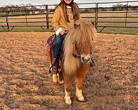 yout-shetland-pony