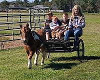 chestnut-overo-experienced-pony