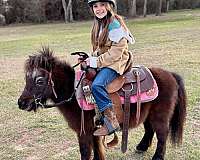 all-around-miniature-pony