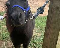 beginner-miniature-pony