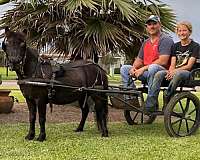 companion-miniature-pony