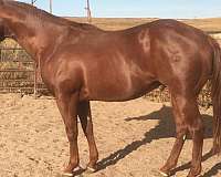 left-hind-partial-white-coronet-horse