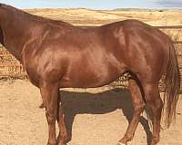sorrel-left-hind-partial-white-coronet-horse