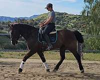 grulla-blaze-hind-socks-horse