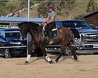 grulla-working-equitation-horse