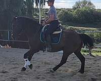 grulla-friesian-gelding
